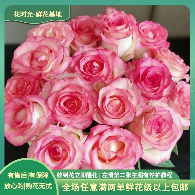 【艾莎(铁头)】10支单头玫瑰 基地直发 | 全场任意满两单鲜花包邮