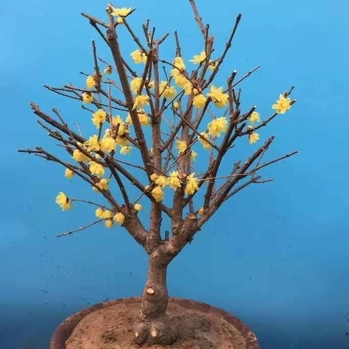 腊梅盆栽矮桩鄢陵素心耐寒庭院阳台冬季黄色浓香型好养