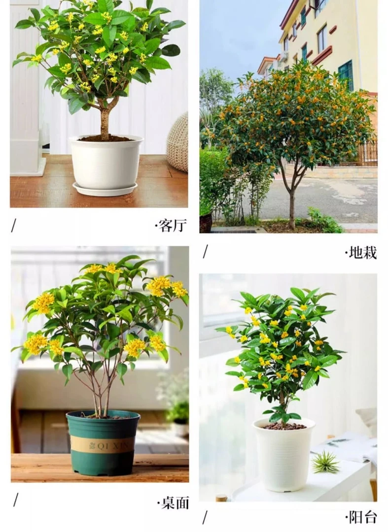 四季桂花浓香型盆栽好养树苗金桂耐寒室内外庭院地栽阳台绿植花卉