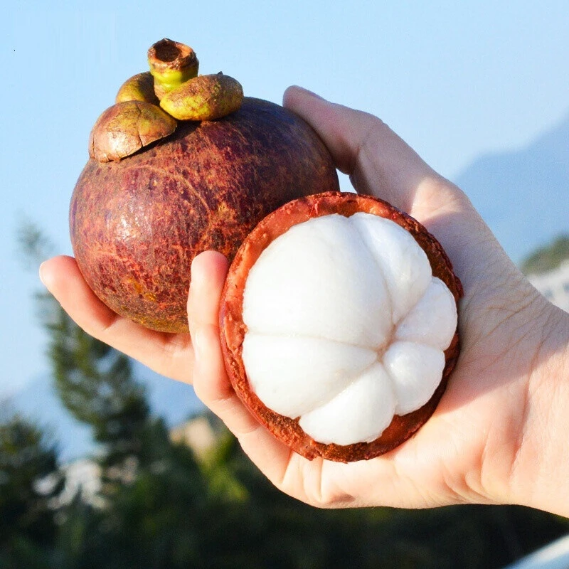 【顺丰】泰国进口山竹新鲜老树麻竹拍二斤送一斤  拍三斤送二斤