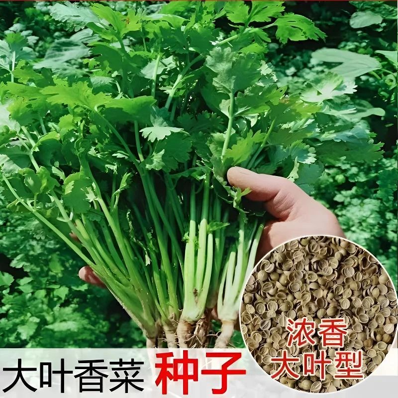 【速生大叶香菜种子】香菜种子大叶芫荽味浓耐寒四季种植