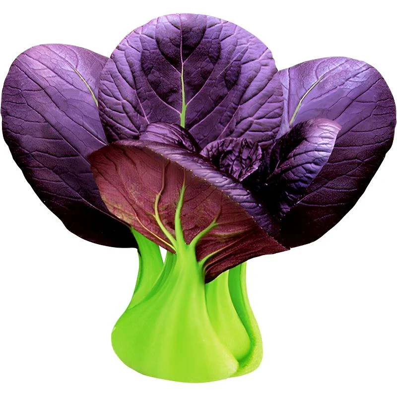 紫罗兰小青菜四季阳台盆栽蔬菜种子上海青小青菜籽耐寒蔬菜种籽子