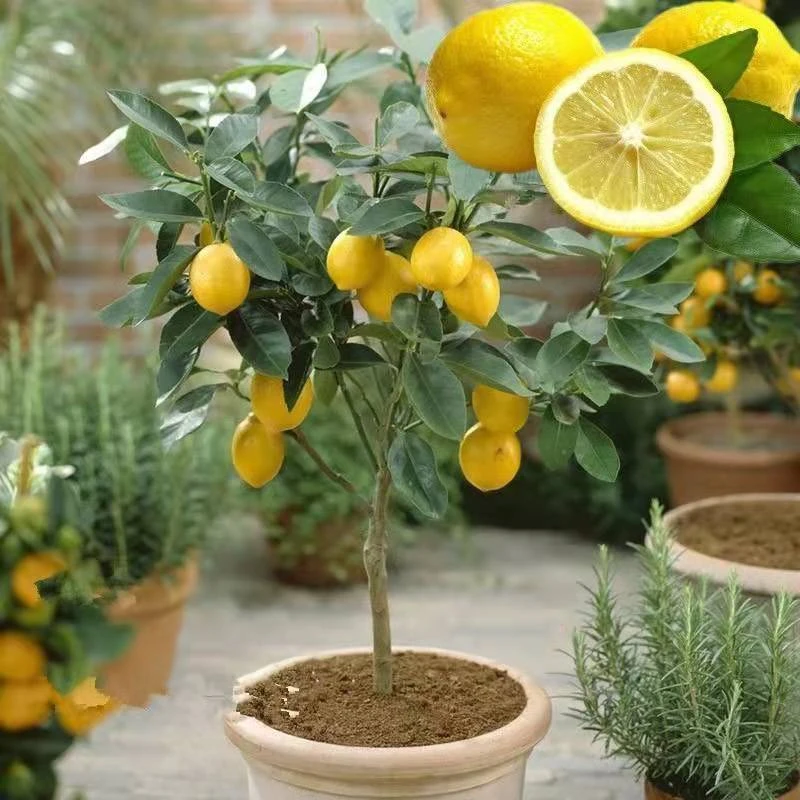 柠檬树苗带果柠檬苗绿植盆栽室内阳台庭院植物四季结果香水柠檬树