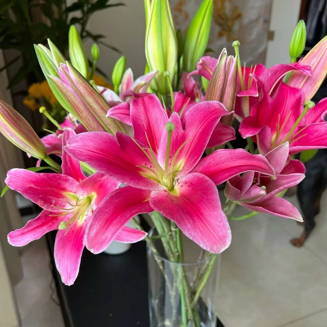 【盼盼鲜花】红中红香水百合 鲜花两单起包邮 云南鲜花
