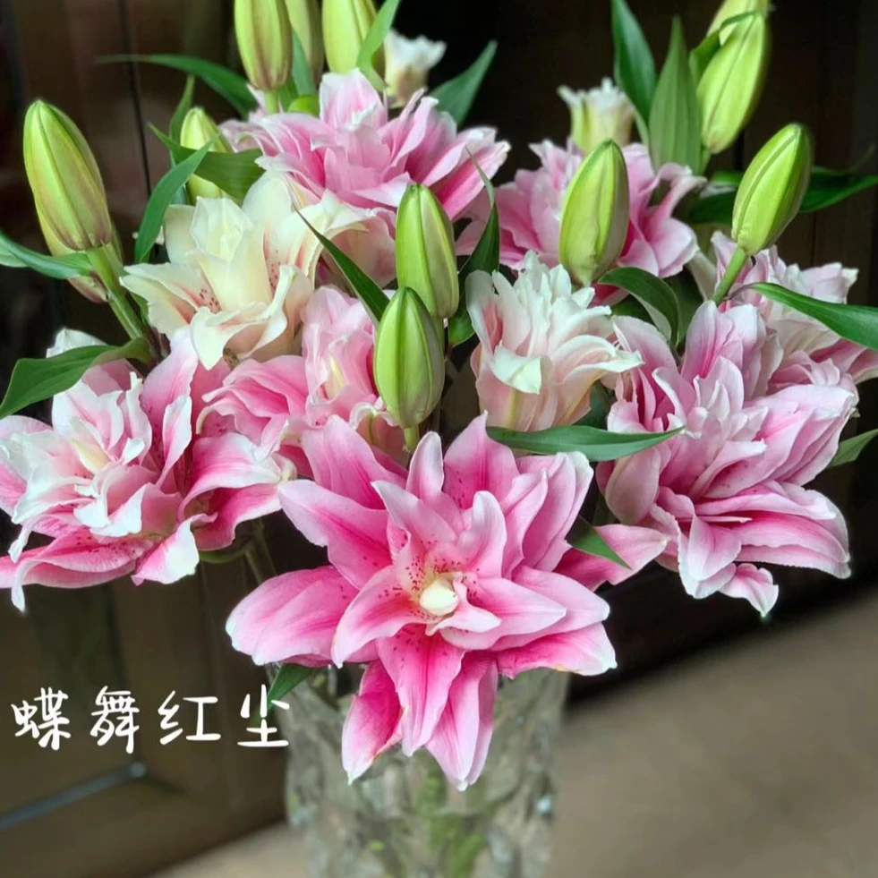 【稀有捡漏】蝶舞红尘重瓣百合 任意2单以上包邮 发货后不支持退款