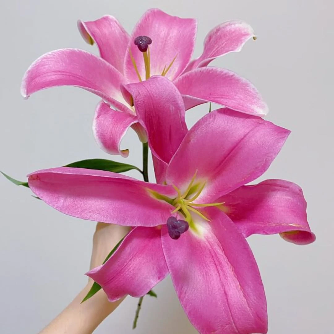 【盼盼鲜花】普拉芬多香水百合 一单陆运/两单升级冷链 云南鲜花