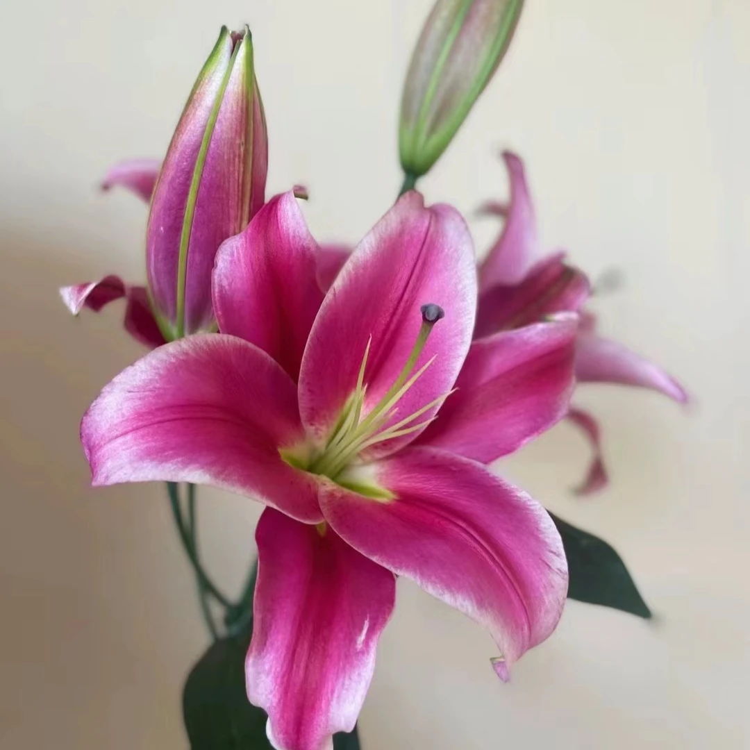 【盼盼鲜花】鸿福百合 鲜花2单以上包邮 发货后不支持退款 鲜花