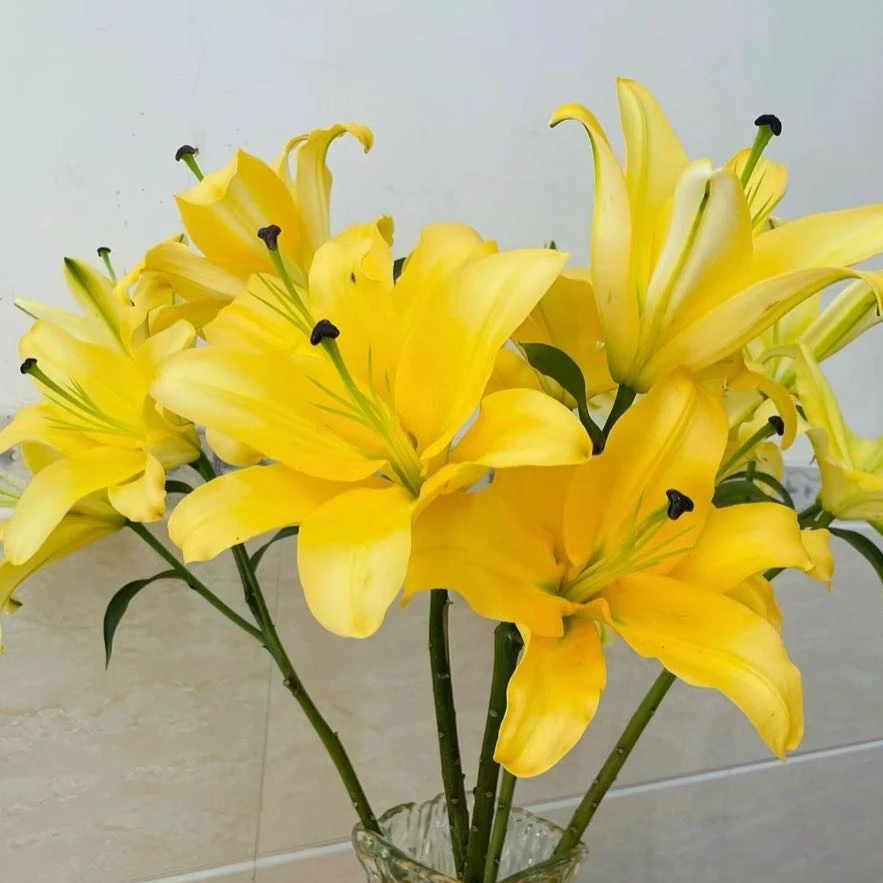 【盼盼鲜花】金砖香水百合 鲜花两单起包邮 云南鲜花