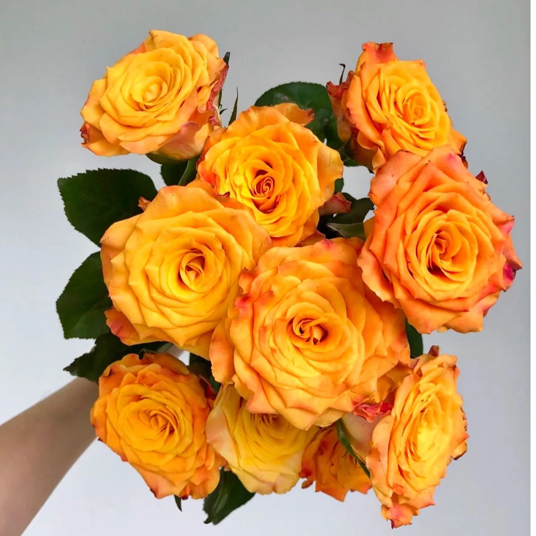 【盼盼鲜花】金色海岸玫瑰 一单陆运/两单升级冷链 云南鲜花基地发