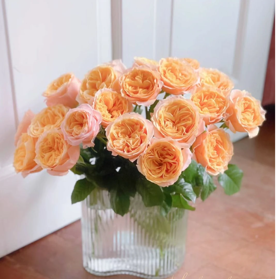 【盼盼520鲜花】入梦玫瑰 一单陆运/两单升级冷链 云南鲜花基地
