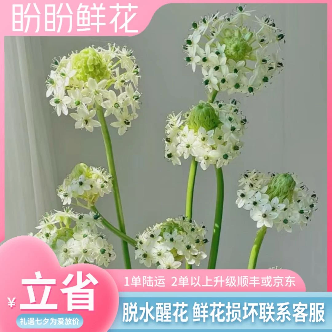 【高端新品】天鹅绒 任意2单以上包邮 发货后不支持退款 云南鲜花