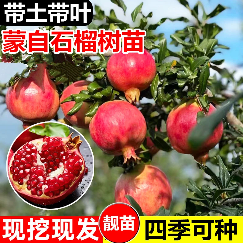 【优品苗】石榴苗云南蒙自甜薄皮红色心甜石榴果树苗盆地栽种植
