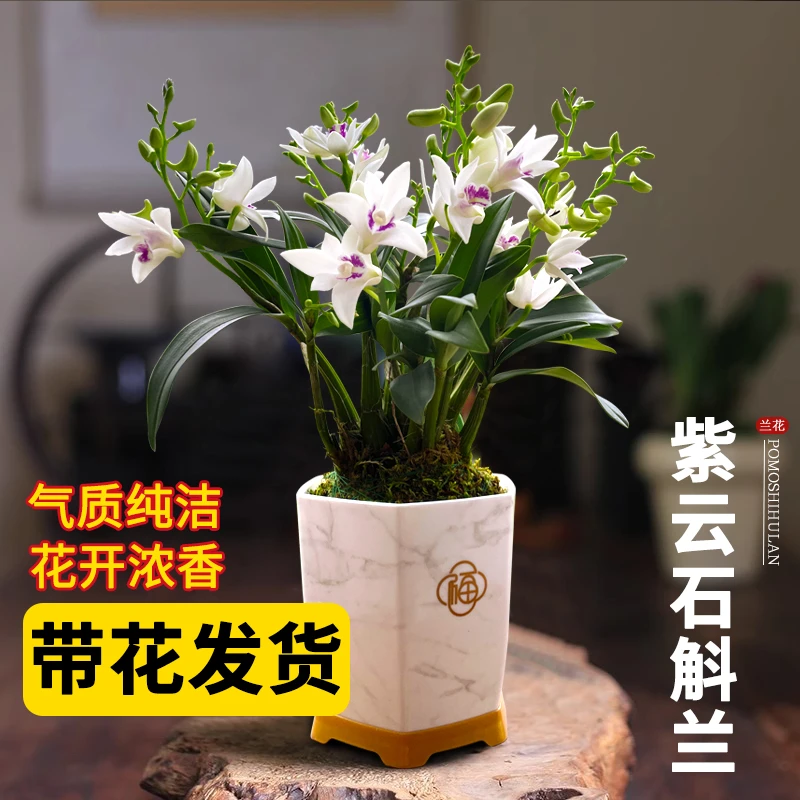 带多花紫云石斛兰送盆刘阁兰花苗好养易活室内外花卉绿植盆栽
