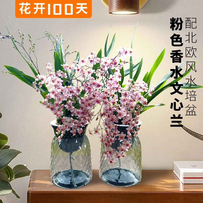 【5色文心兰送懒人盆】香水文心兰 花苗梦香带浓香花苞出售花卉开花