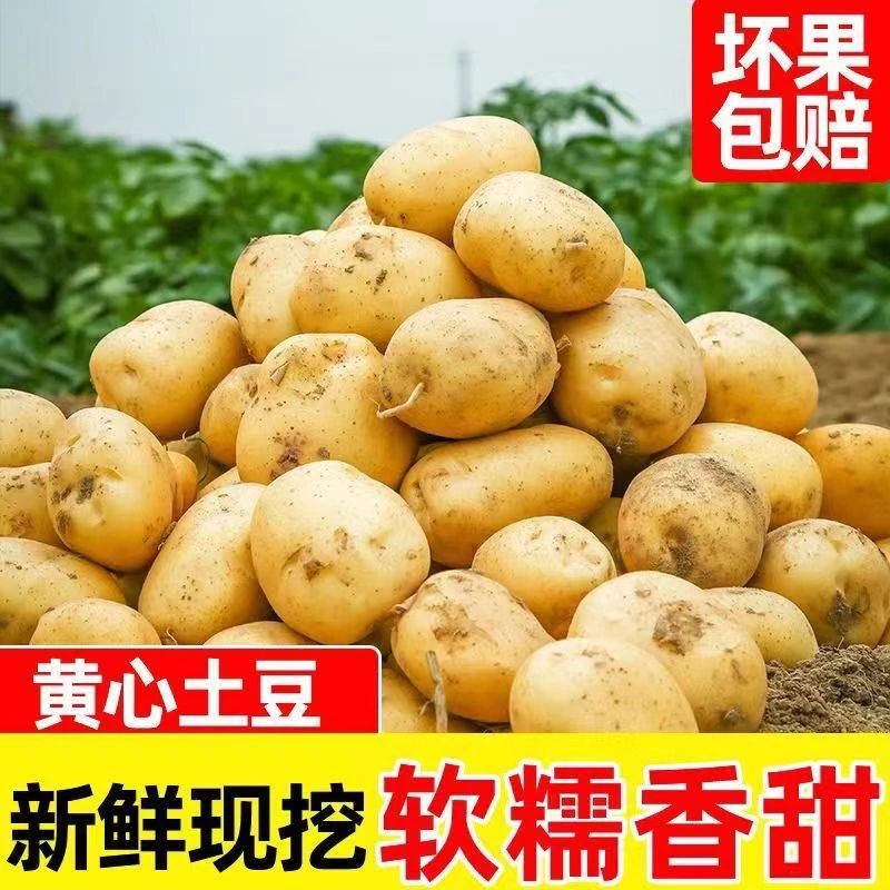 【9.9发5斤土豆】新鲜现挖黄皮土豆 炒菜 炖汤必备包邮新鲜中马铃薯