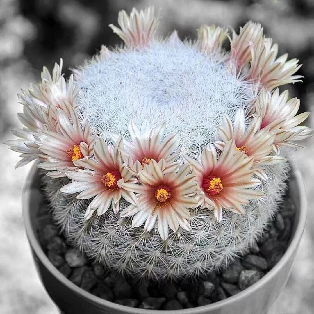 实生满月映月乳突球属仙人球多肉植物室内外盆栽花卉仙人掌科开花