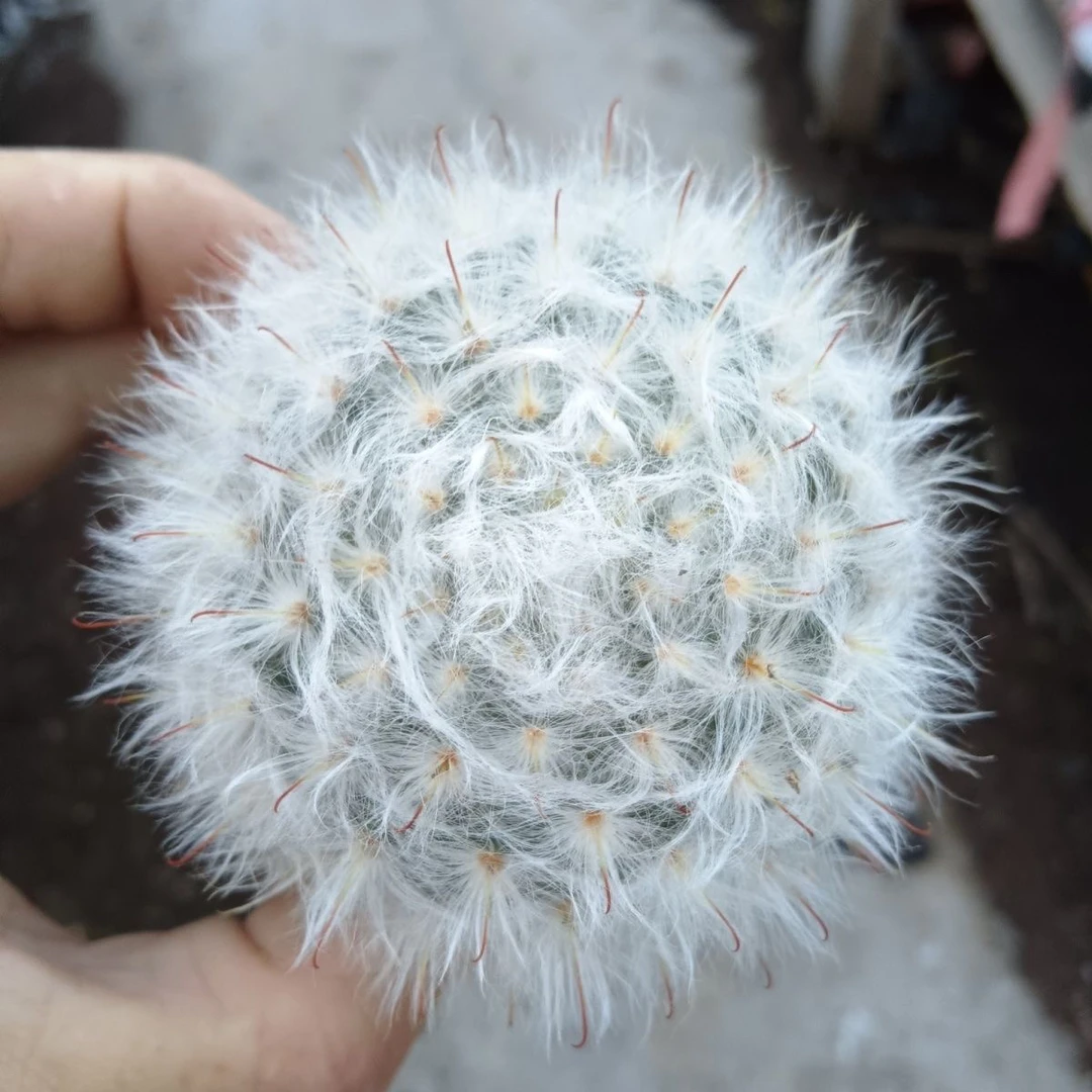 实生开花白云高砂室内植物软毛扎手防辐射可爱盆栽新款沙生植物