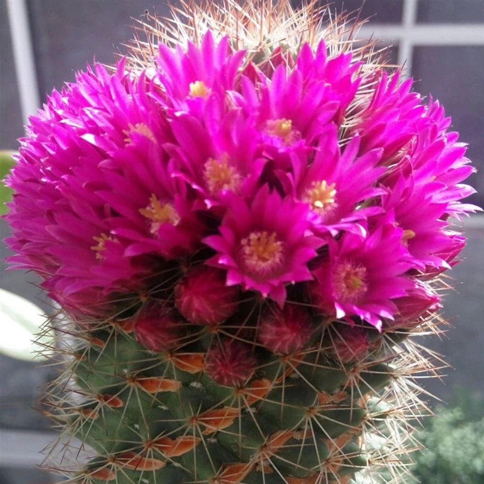 红花锦丸猩猩丸冬天开花的仙人球开一圈花易开多花桌面防辐射多肉