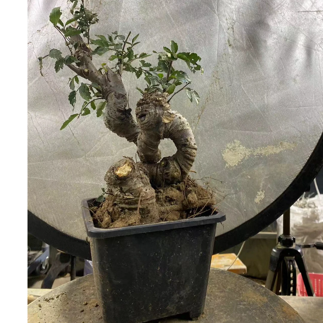 红芽小叶榔榆造型盆景老桩