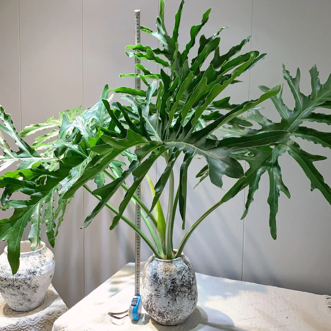 【春羽】1.3m-1.4m老桩龙鳞水培绿植净化吸收异味室内桌面漫丽绒