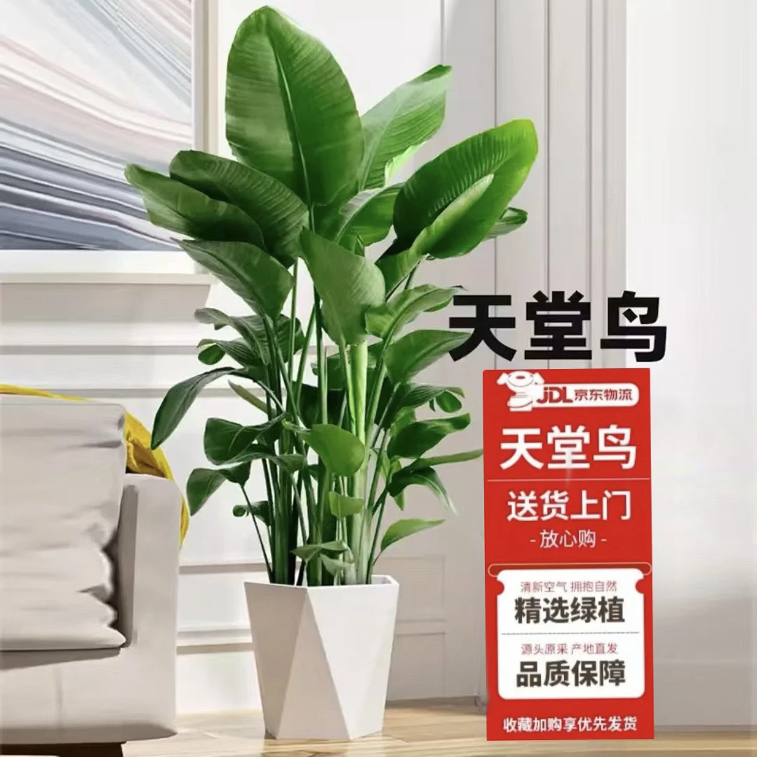 【好养易活】1.5-1.7米天堂鸟绿植盆栽带花盆摆放大型北欧风绿植