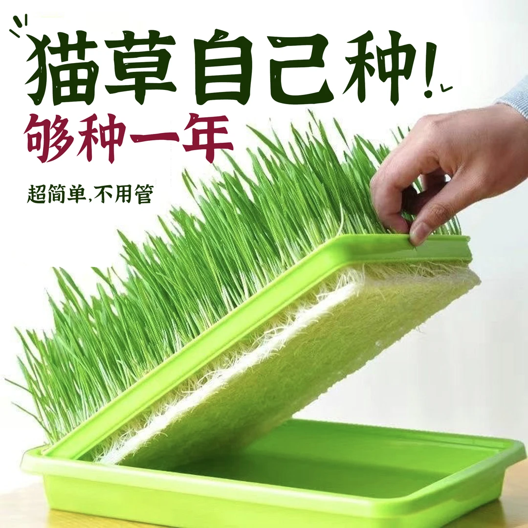 全网低价丨宠物猫草种子无土水培盆栽种植套装懒人草新鲜天然优选