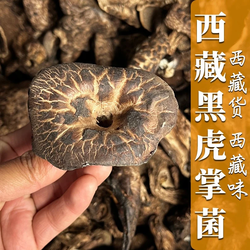 嘎瓦龙西藏黑虎掌菌 高海拔野外自然生长