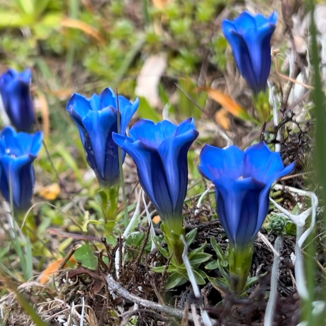 【西藏兄弟】龙胆草龙胆花茶62g