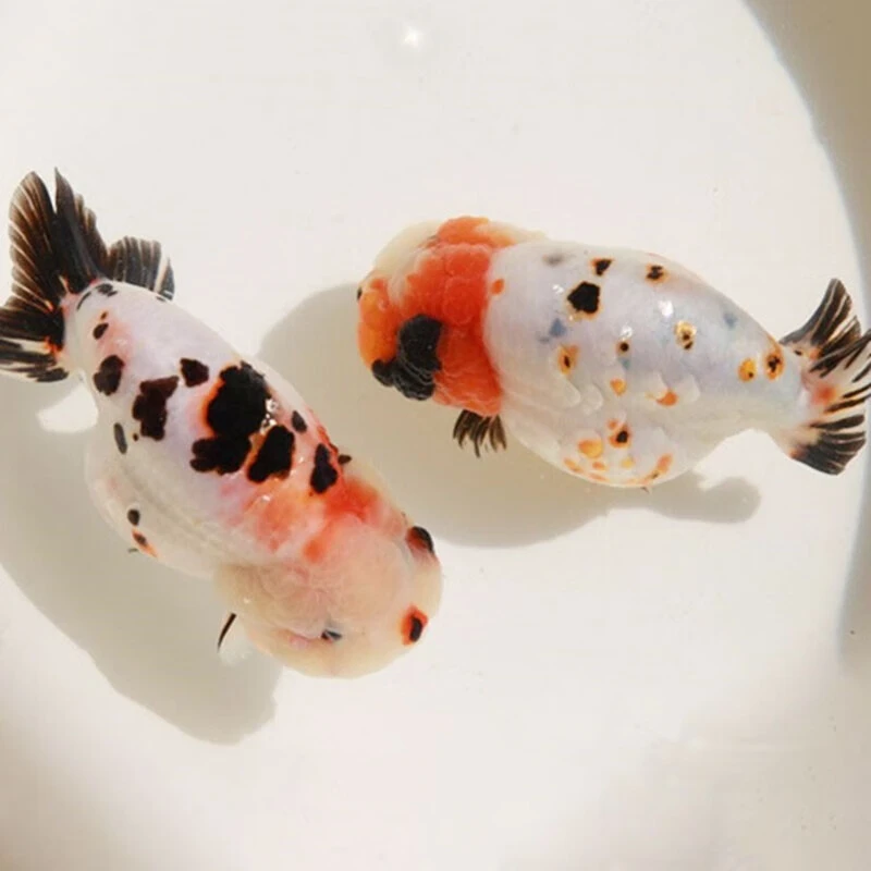 练手兰寿 包活到家  喜乐金鱼 私拍发鱼粮 【品相自鉴 入缸不赔】