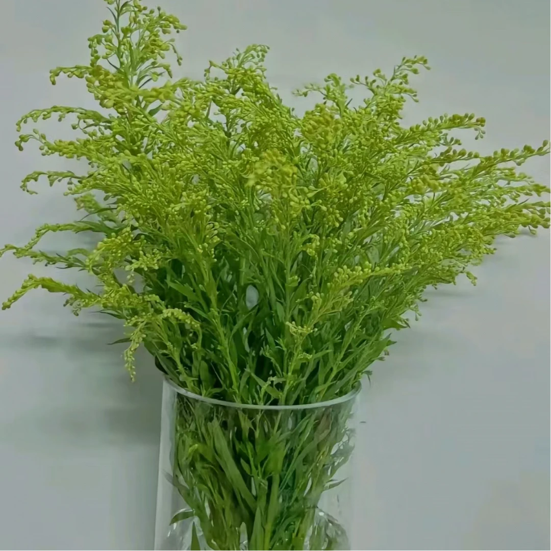 黄莺草耐养活好打理