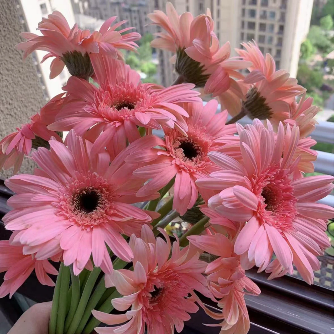 云南昆明非洲菊弗朗花