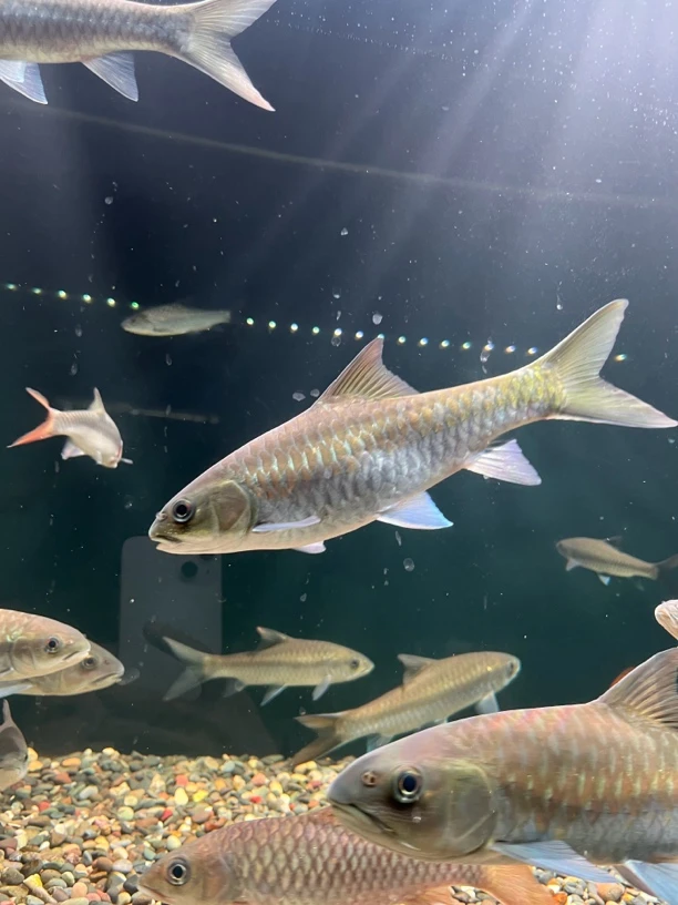 保山蓝吉罗原生冷水观赏鱼大型清水河保山吉罗包野保真