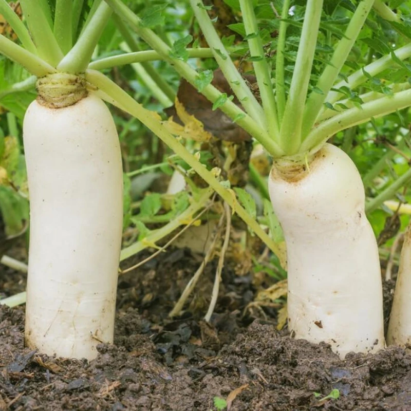 云南农家种植非转基因优质生态白萝卜大萝卜当季应季新鲜蔬菜5斤