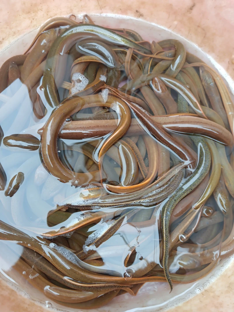 高州本地生态黄鳝广东省内活体包邮