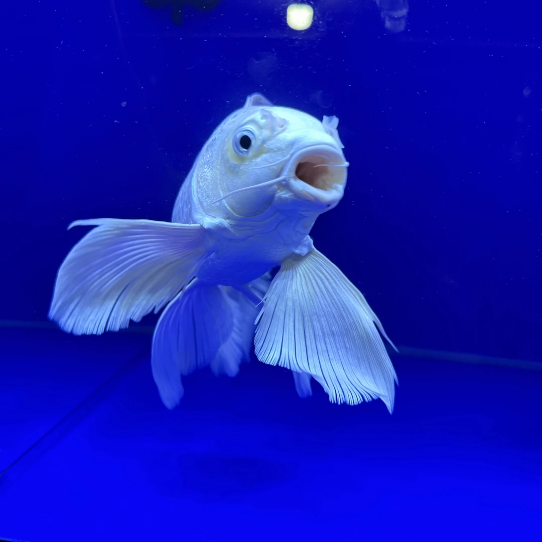 台湾精美血统进口蝴蝶鲤观赏鱼饲养混养活体发货养殖