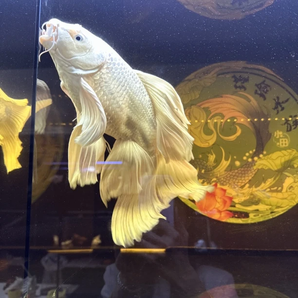 台湾血统精养蝴蝶鲤