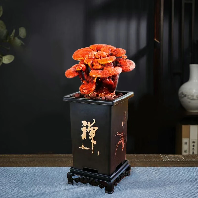 灵芝盆栽桌摆高端美观造型盆景绿植室内客厅茶桌办公室摆件自然