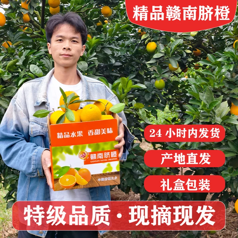 正宗江西赣南脐橙，新鲜采摘，现摘现发，树上自然成熟，彩箱包装