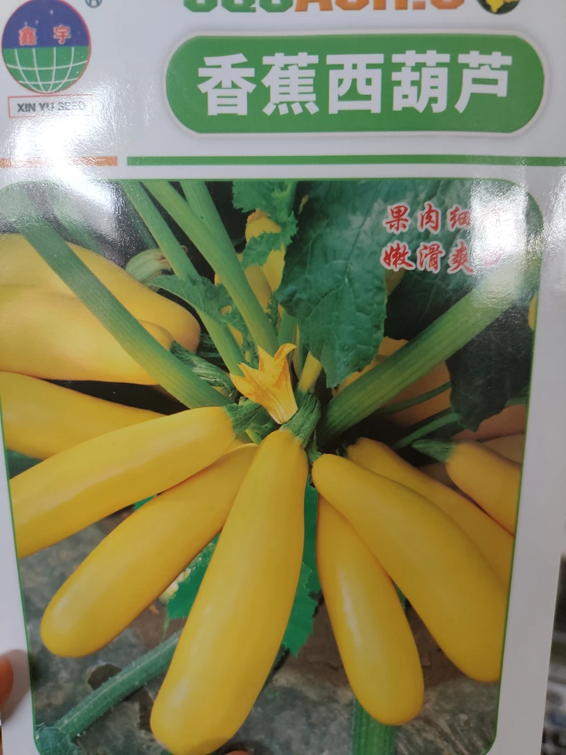 香蕉黄西葫芦种子