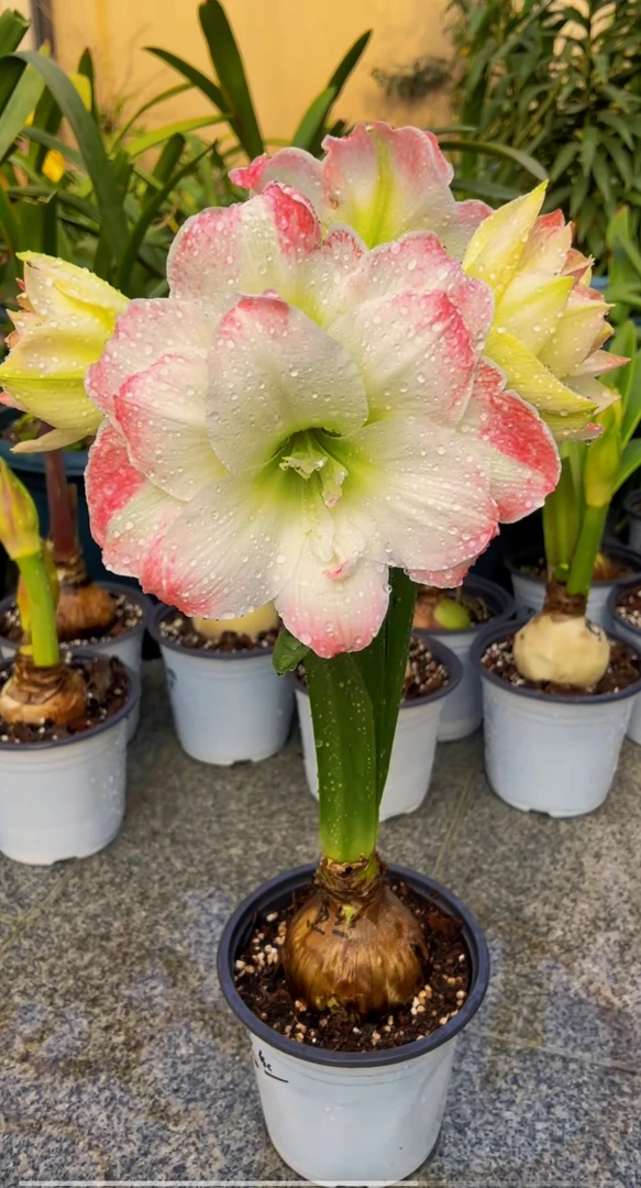 糖果戴斯进口朱顶红荷兰朱顶红种球球根植物洋朱