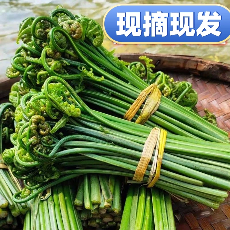 【新鲜现摘现发】广西农家野菜蕨菜水蕨菜鲜嫩拳头菜猫爪菜尾200g