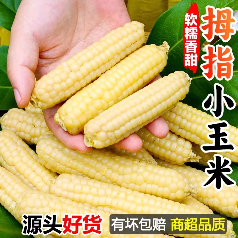 【西双版纳拇指小玉米】皮薄无渣新鲜营养甜糯饱满轻食代餐