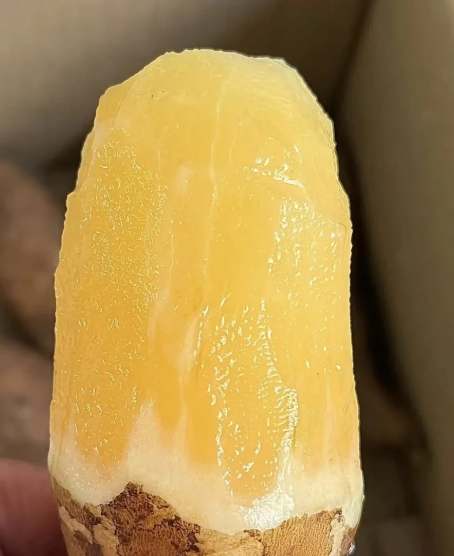 云南高山天山雪莲果