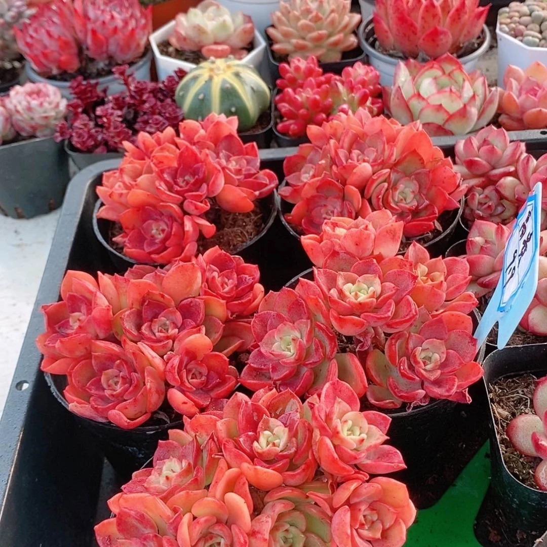 高贵9.9【满9.9元包邮发货】多肉植物