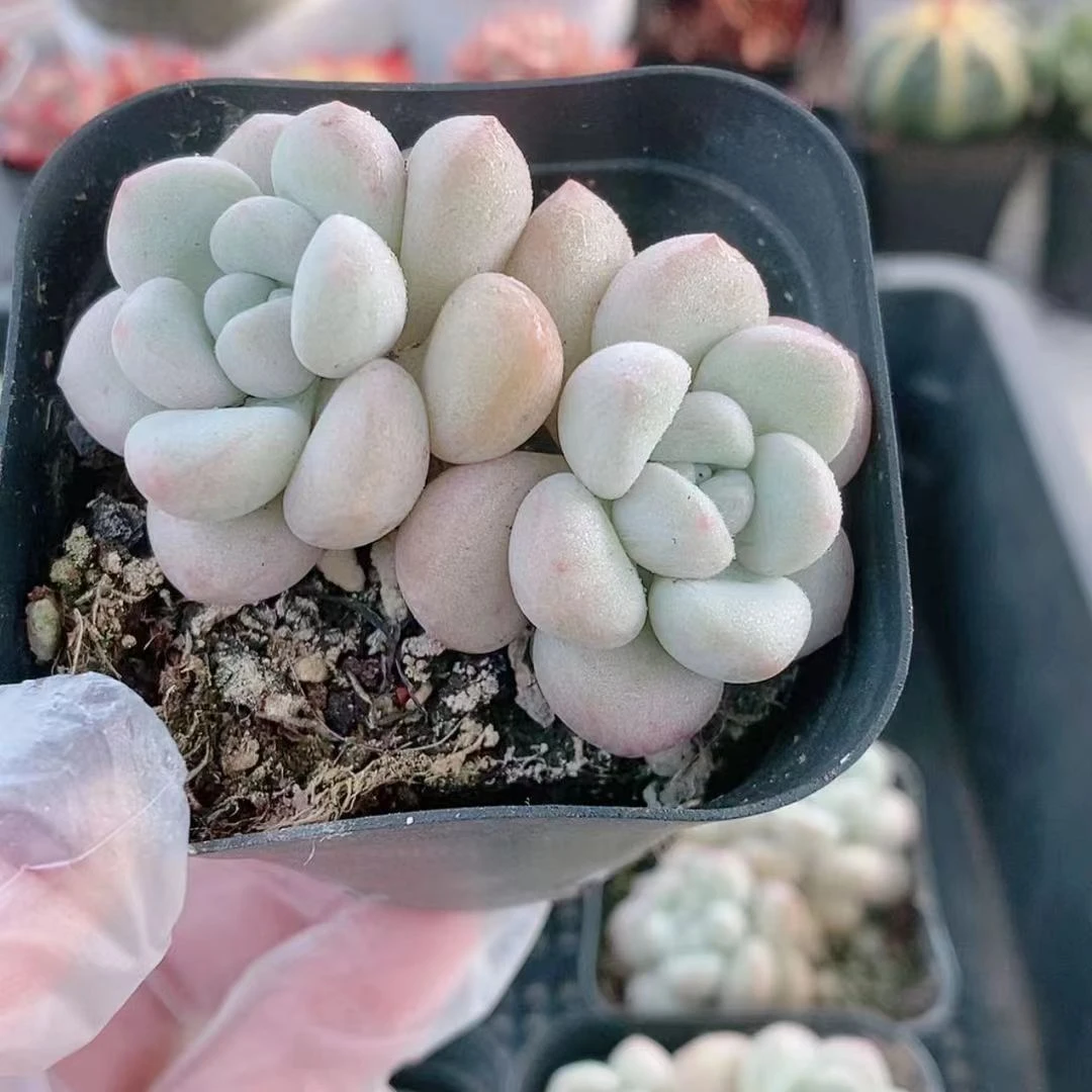 泡泡糖2.8【满18元包邮发货】多肉植物