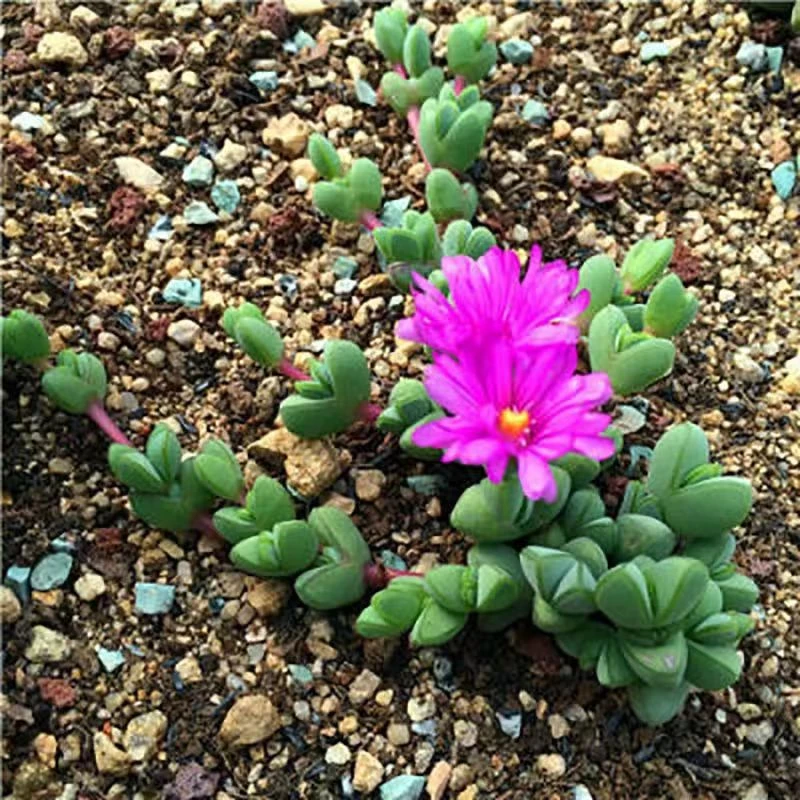 碧玉莲2.8【满18元包邮发货】多肉植物