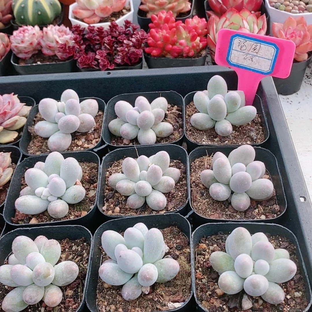 【闪购商品】汤圆2.8