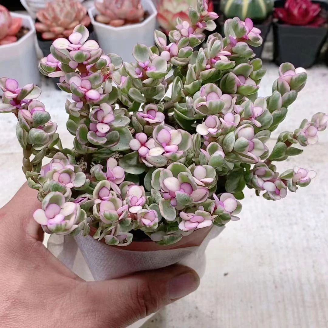 雅乐之舞5.8【满18元包邮发货】多肉植物
