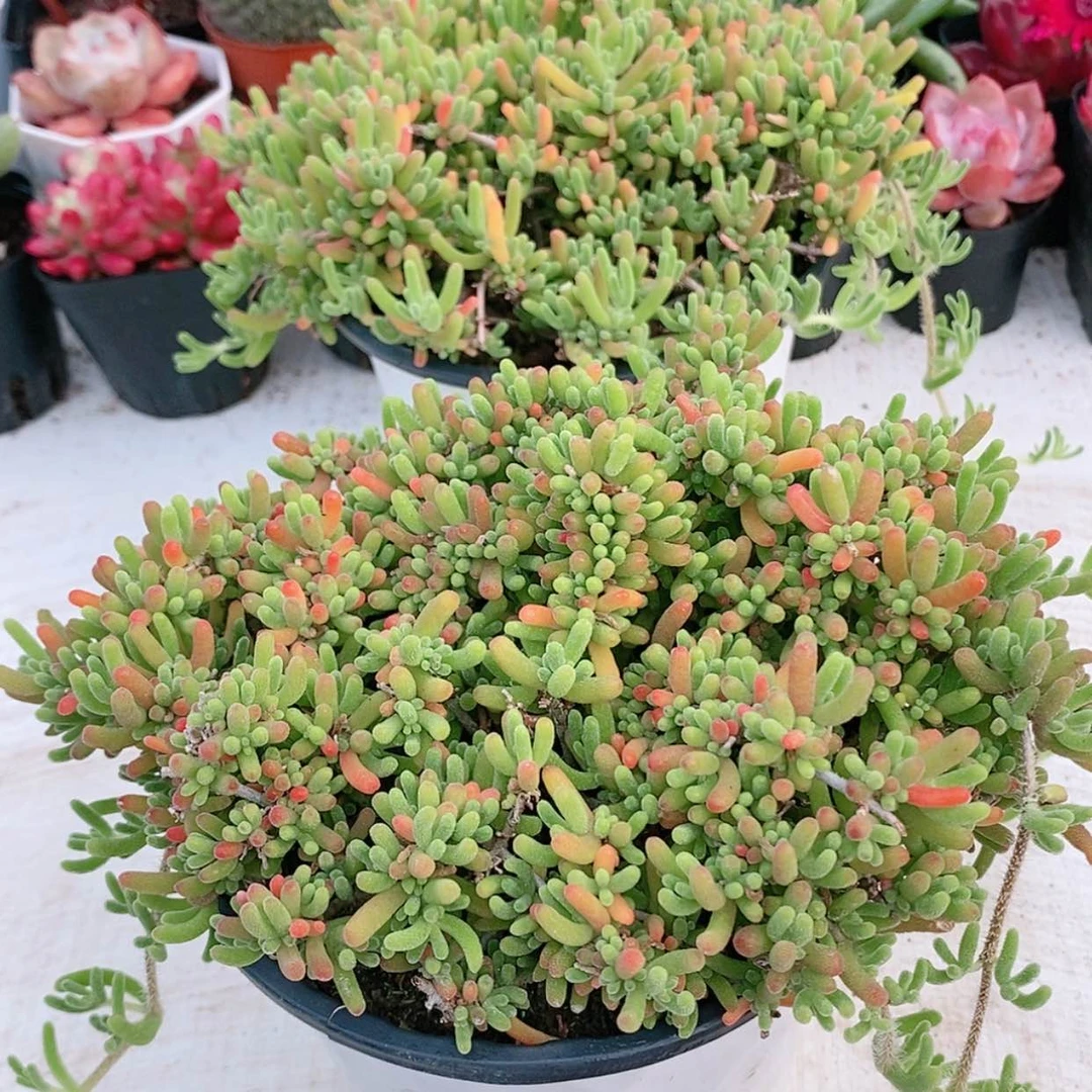【闪购商品】枝干12.8