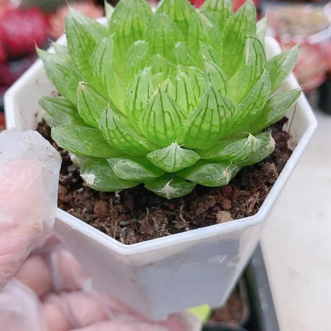 【闪购商品】樱水晶4.5